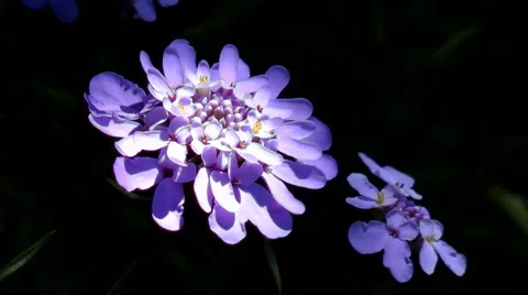 Wild flower Stock Footage 999344