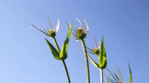 Wild Flower Video stock 6526167