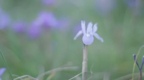 Wild flower Stockbeeldmateriaal 7748860