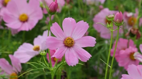 Wild flower Vídeos de archivo 7905639
