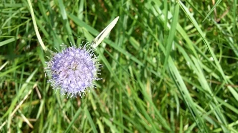 Wild flower Stock Footage 8662723