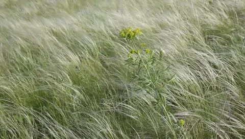 Wild flower Stock Footage 11175620