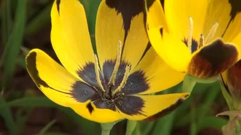 A wild flower Stock Footage 12600448