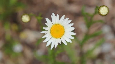 Wild Flower 動画素材 24208300