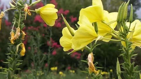 Wild flower Stock Footage 50878119