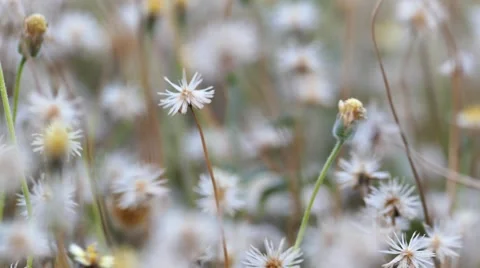 Wild flower. Video stock 64628001