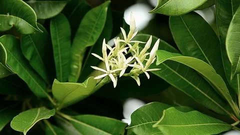 Wild Flower 스톡 동영상 93842856