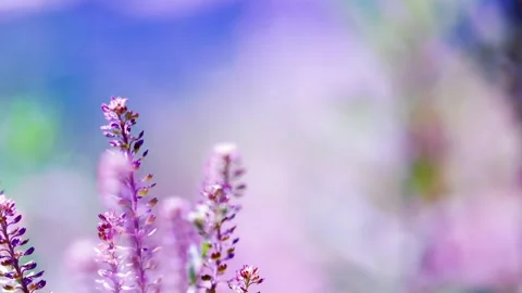 Wild flower Stock-Footage 95442287