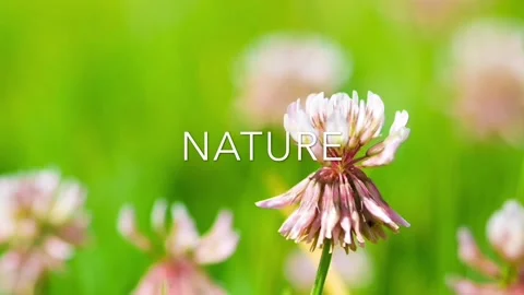 Wild flower 库存影片 95442309