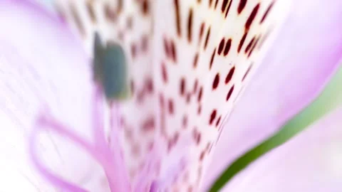 Wild flower 库存影片 95563063