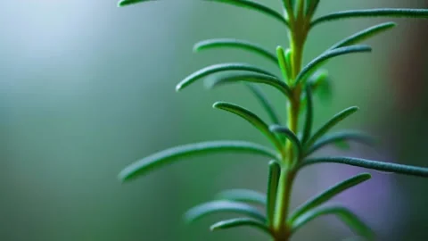 Wild flower 库存影片 95563064