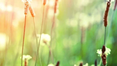 Wild flower 库存影片 95563068