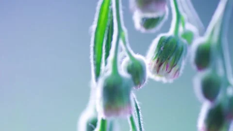 Wild flower 库存影片 95563070