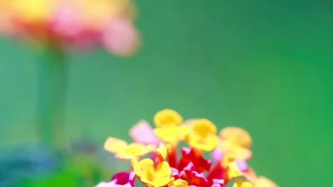 Wild flower 库存影片 95563072