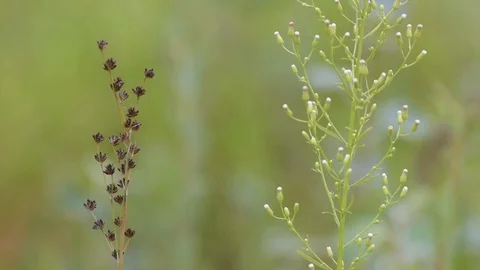Wild flower Vídeo Stock 119075043