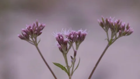 Wild flower Vídeo Stock 119075161