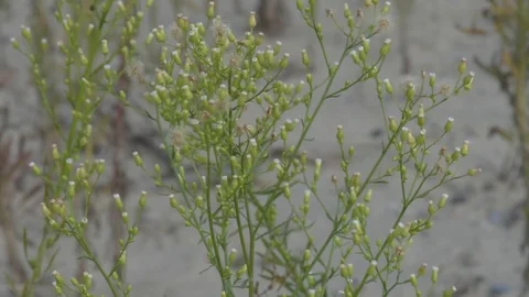 Wild flower Vídeo Stock 119075253