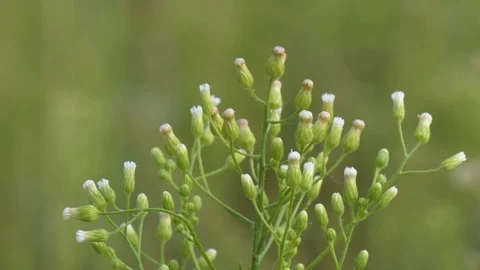 Wild flower Vídeo Stock 119075822