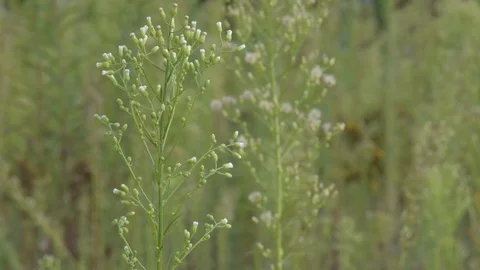 Wild flower Vídeo Stock 119075837