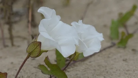 Wild flower Vídeo Stock 119076916