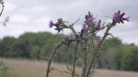 Wild flower Vídeos de archivo 132749545