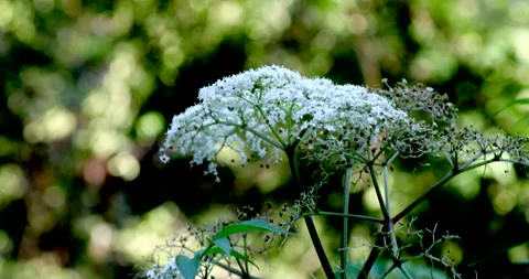Wild Flower Vídeos de archivo 132766505
