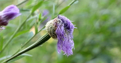 Wild Flower Vídeos de archivo 132768693