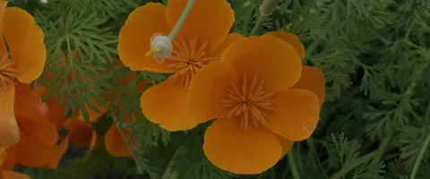 Wild Flower Video stock 151429001