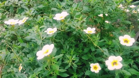 Wild flower Stock Footage 229328655