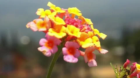 Wild flower Stock Footage 251327270