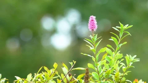 Wild flower in the forest Stock Footage 81455721