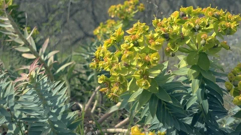 Wild flower in the forest Stock Footage 88186040