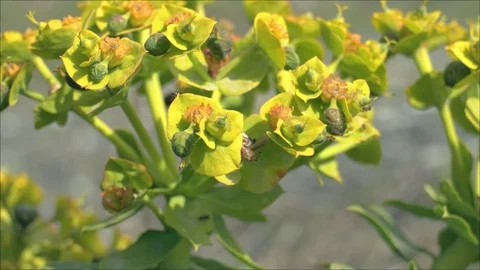 Wild flower in the forest Video stock 88186907