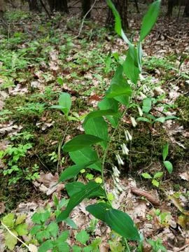Wild-flower in forest Stock-Fotos