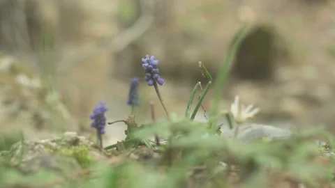 Wild flower in the forest. In the spring, nature comes to life. Video stock 153842447