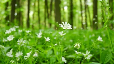 Wild Flower in the Forest in the Springtime. Stock Footage