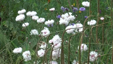Wild flower garden 07 Video stock 76964883