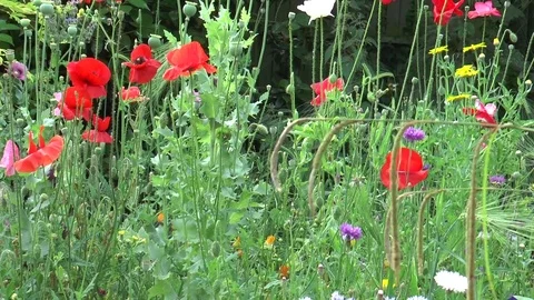Wild flower garden 08 Video stock 76964341