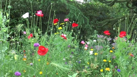 Wild flower garden 10 Stock Footage