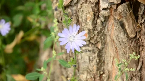 Wild flower in the garden. Stock Footage 42033227