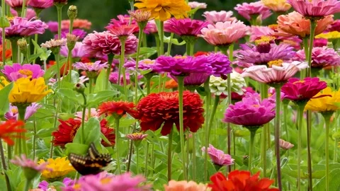 Wild flower garden Stock Footage 159666370
