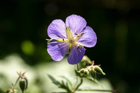 Wild flower of geranium Foto stock