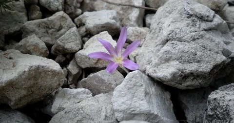 Wild Flower Growing Between Rocks in the Mountains Stock Footage 68775512