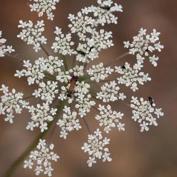 Wild flower with insect Stock Photos