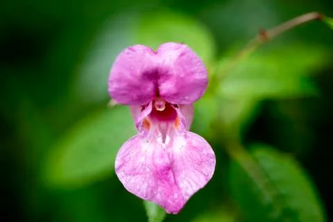 Wild flower macro background high quality Stock Photos