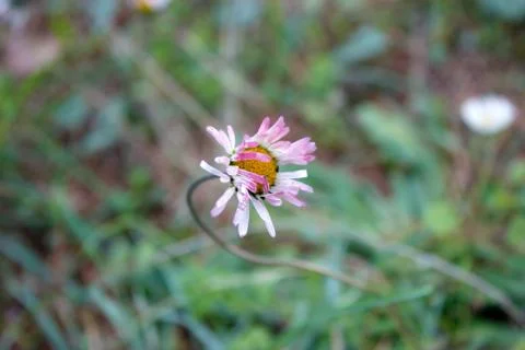 A wild flower macro view Stock Photos
