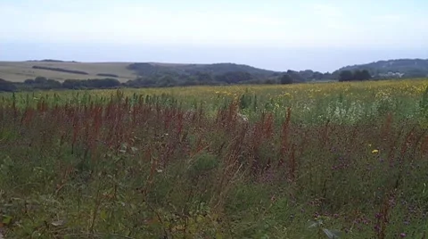 Wild Flower Meadow Vídeo Stock 8548496