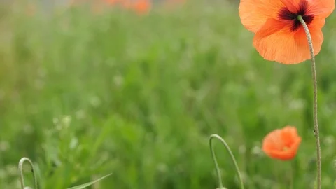 Wild flower in the meadow Vídeos de archivo 108212666