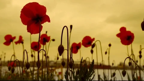 Wild flower in the meadow Video stock 108219338