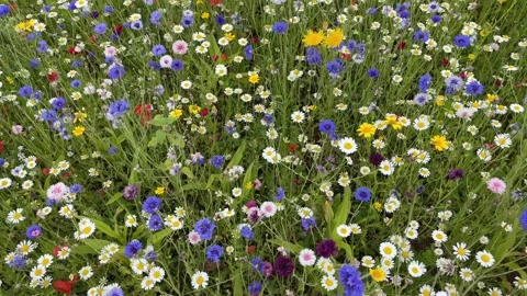 Wild flower meadow with a mixture of Bee friendly flowers Video stock 280984128